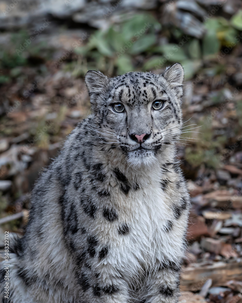 Naklejka premium Snow Leopard Mystique Triple D