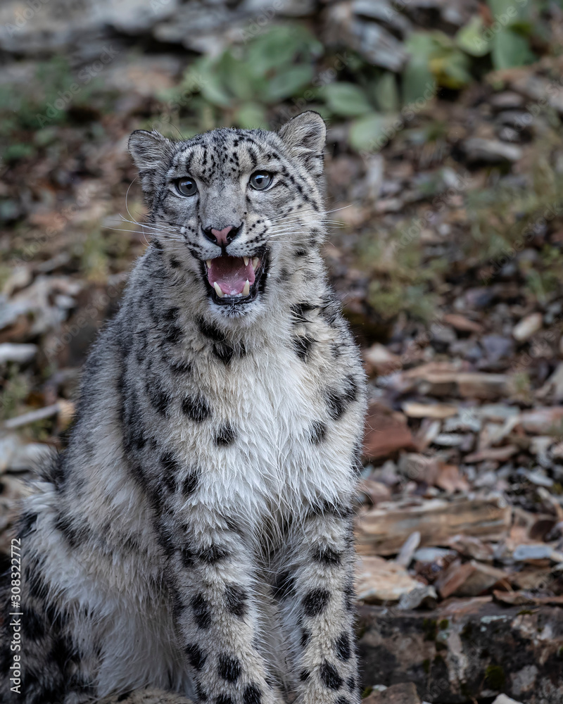 Fototapeta premium Snow Leopard Mystique Triple D