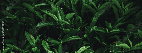 Tropical plant leaves