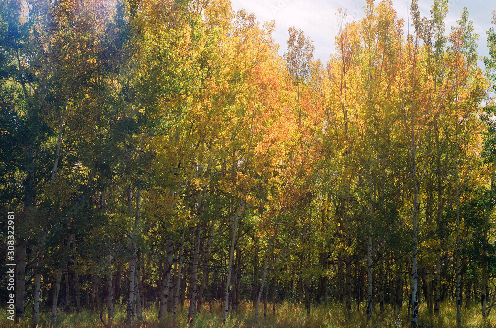 Autumn leaves on trees