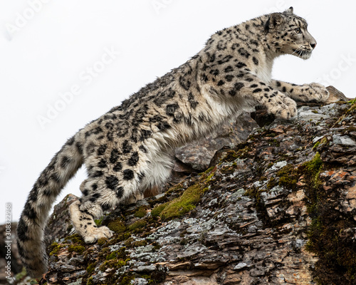 Snow Leopard Mystique Triple D