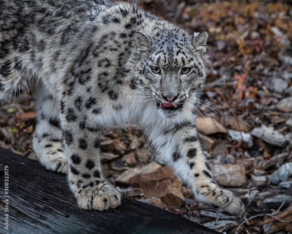 Snow Leopard Mystique Triple D