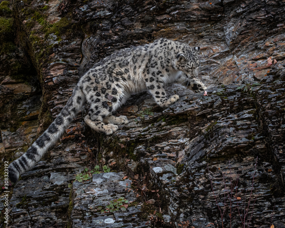 Snow Leopard Mystique Triple D Snow Leopard Mystique Triple D