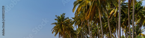 Tropical Holiday Banner coconut palms