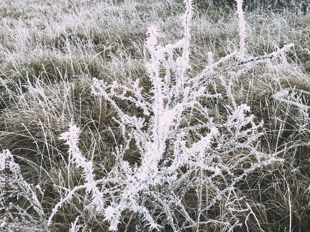 Frozen plants in winter Frozen plants in winter