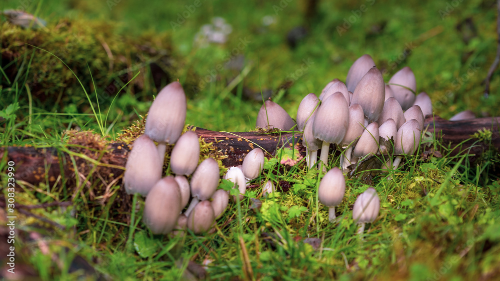 Mushrooms in the forest Mushrooms in the forest