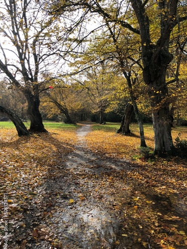 autumn in the park