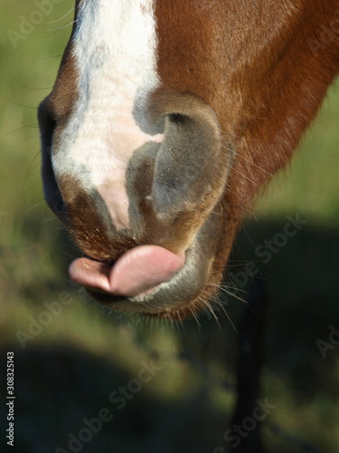 langue de cheval © PHIer