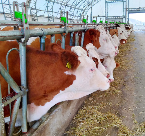 fattening farm