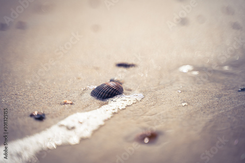 North sea waves ob sand beach with mollusk shells  Holland