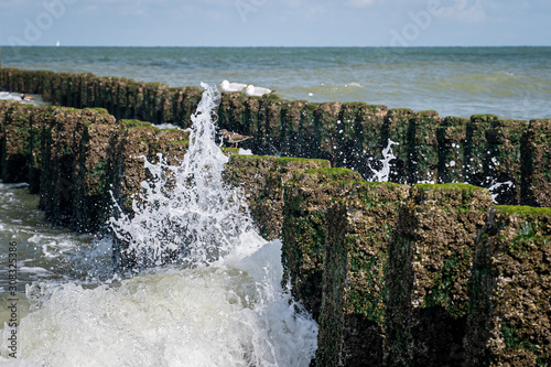 Sanderling bird looking for food on the wooden poles of a seahorse among the waves. photo