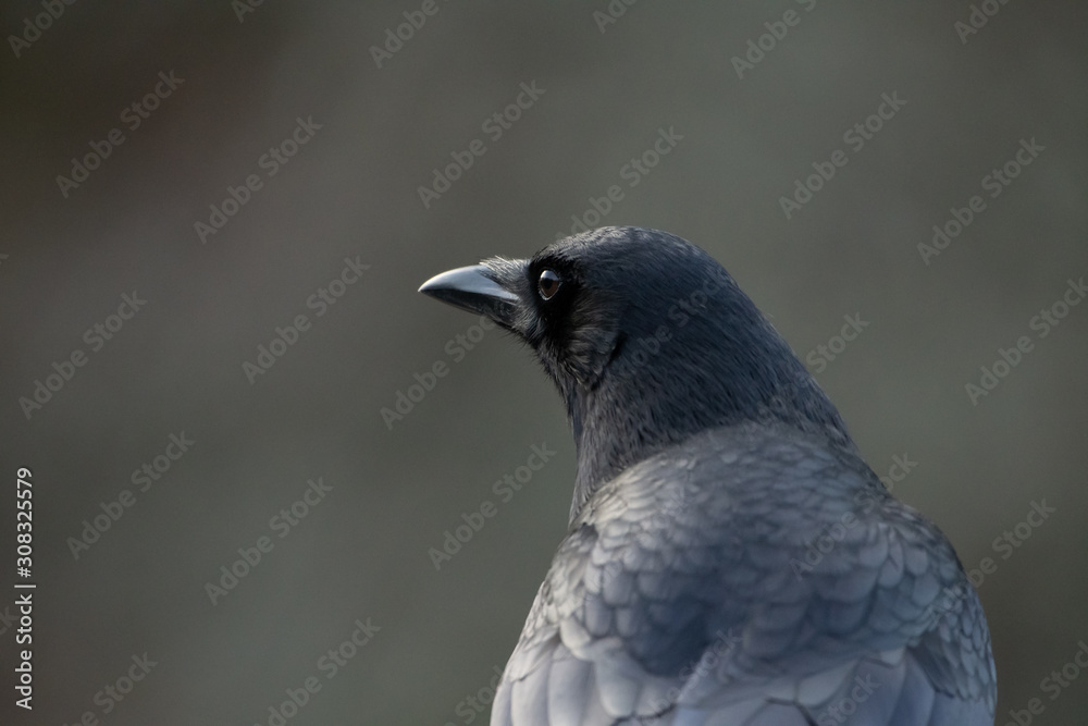 Fototapeta premium Portrait of a Crow