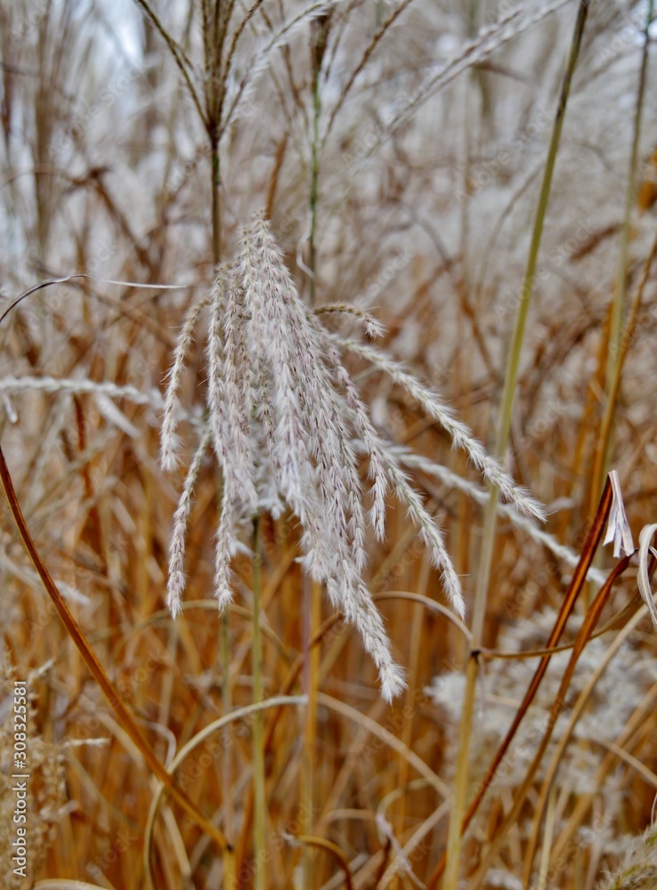 Fototapeta premium Schilf