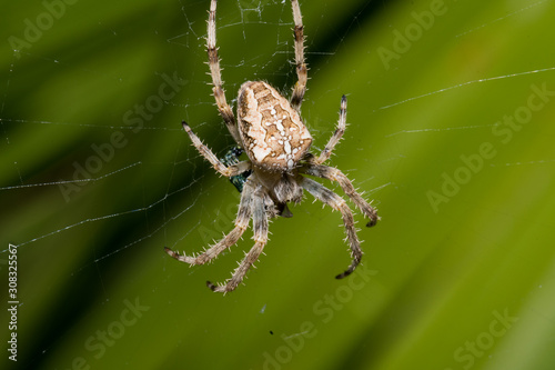 A large white spider in the home garden