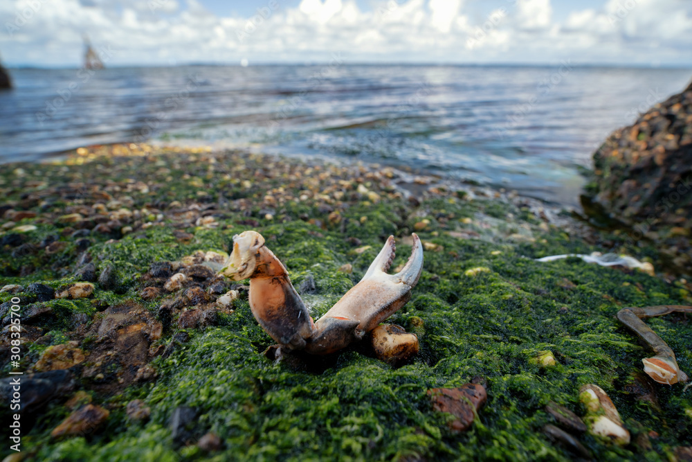 Scissors and shield remains of north sea crab on the shores and rocks of the greveling lake in the netherlands