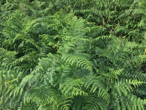 Verdure