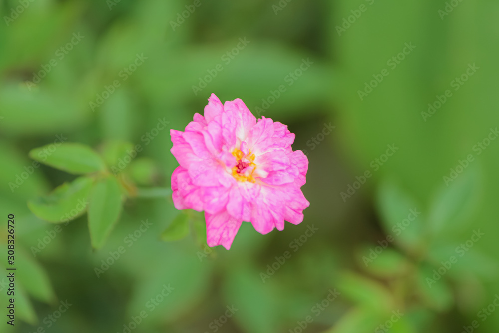 Close up flower bloom bautiful color Close up flower bloom bautiful color