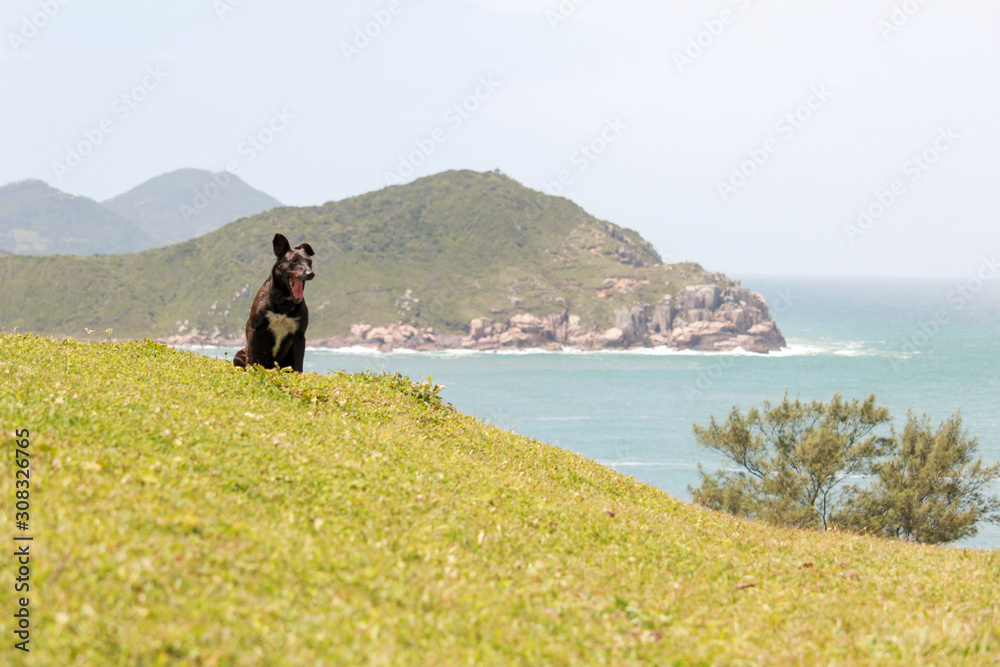 adventurous black dog having fun looking at the beach landscape from the top of a grassy hill at Praia do Rosa in Santa Catarina Brazil adventurous black dog having fun looking at the beach landscape from the top of a grassy hill at Praia do Rosa in Santa Catarina Brazil