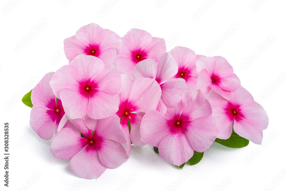 Fototapeta premium Barwinek Madagaskar