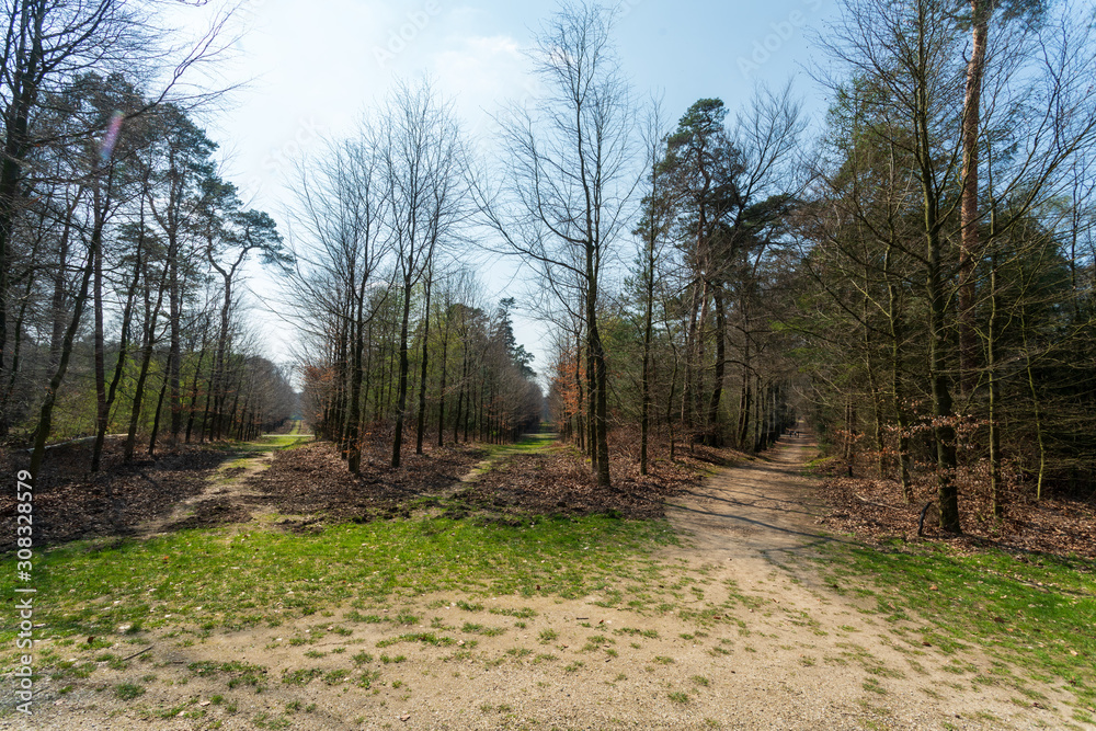 Star shaped cross roads in Hof te Dieren, a former palace garden, demolished in 1795 after a fire during the invasion of the French. This part of the forest is called the Sterrenbos (Star Forest) and 