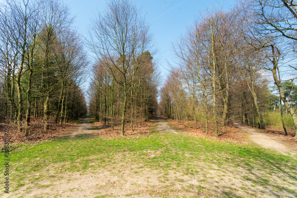 Obraz premium Star shaped cross roads in Hof te Dieren, a former palace garden, demolished in 1795 after a fire during the invasion of the French. This part of the forest is called the Sterrenbos (Star Forest) and 