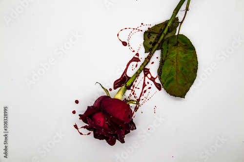 Fototapeta Naklejka Na Ścianę i Meble -  a Bloody rose on a white background. A Burgundy rose in the blood