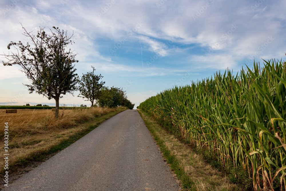 Obraz premium empty road in rural landscape next to agricultural corn field and trees against cloudy sky in summer in Möckmühl, Germany. Asphalt road in countryside with diminishing perspective against horizon