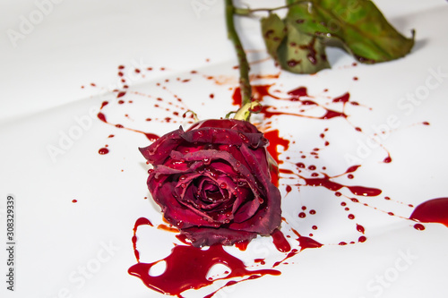 a Bloody rose on a white background. A Burgundy rose in the blood