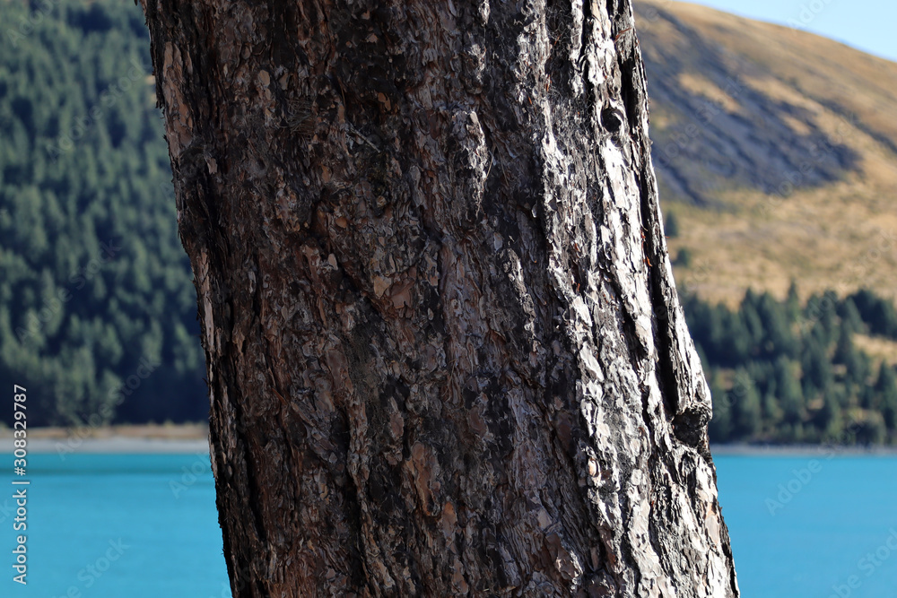 Fototapeta premium Close up of a tree trunk with a lake background