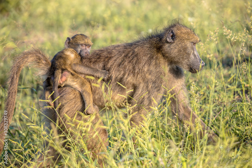 Chacma baboon mother with young