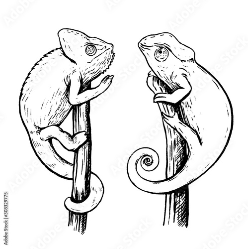 Hand drawn vector illustration set. Two monochrome chameleons sitting on branches. Lizards outline collection isolated on white. Wild animals sketches. For design poster, print, postcard, t-shirt etc.