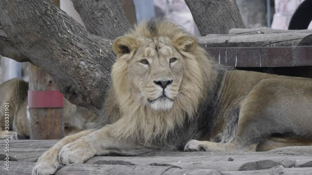 Portrait lion basking in the warm sun after dinner. Portrait lion basking in the warm sun after dinner.