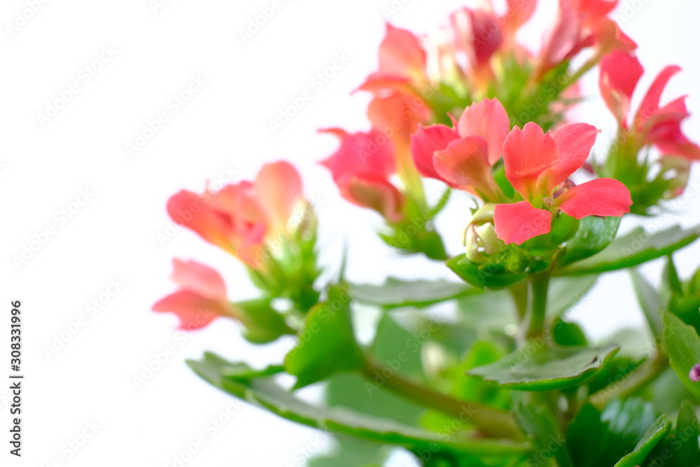 Obraz red kalanchoe flower