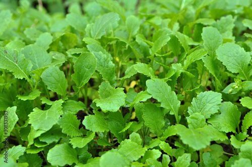 Wallpaper Mural Mustard sprouts grown for organic fertilizer Torontodigital.ca