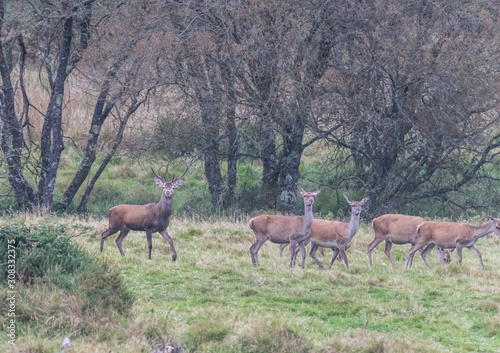 The zeal of the deer is worth admiring!