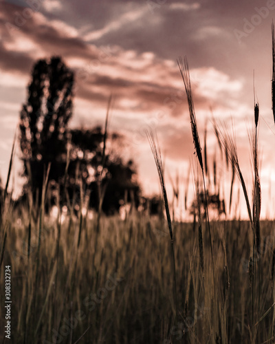 Clouse up wheat during sunset.