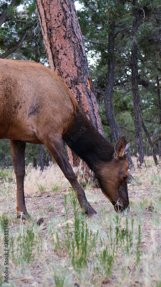 Fototapeta premium Elk in the forest Grand Canyon
