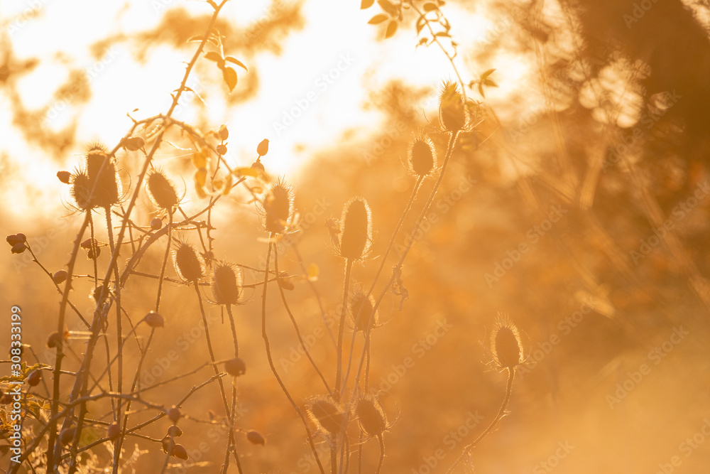 Obraz premium grass and winter sunset