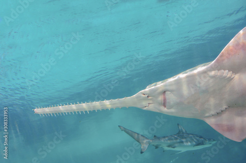 sawfish is now considered a critically endangered species