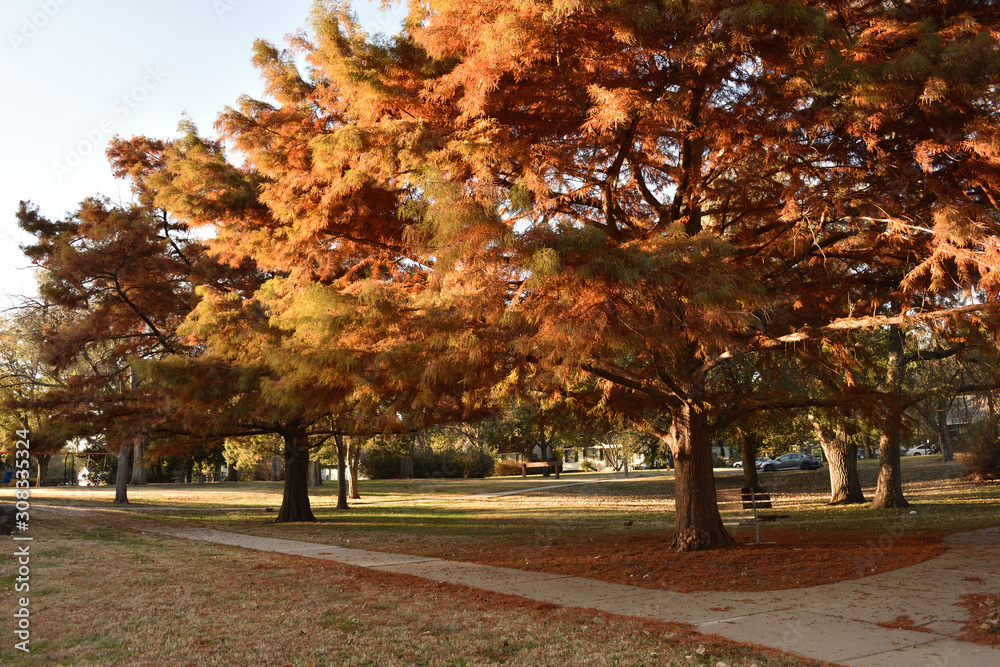 autumn in the park