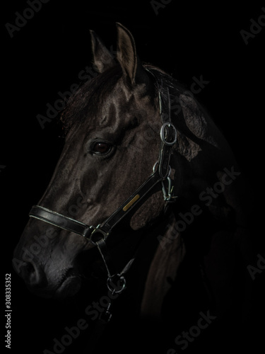 Black Photo of a Quarter horse, looking to the left.