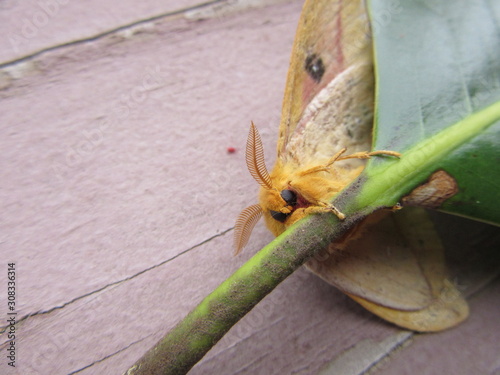 View of the underside of a giant silk moth, polyphemus, climbing on a magnolia leaf photo