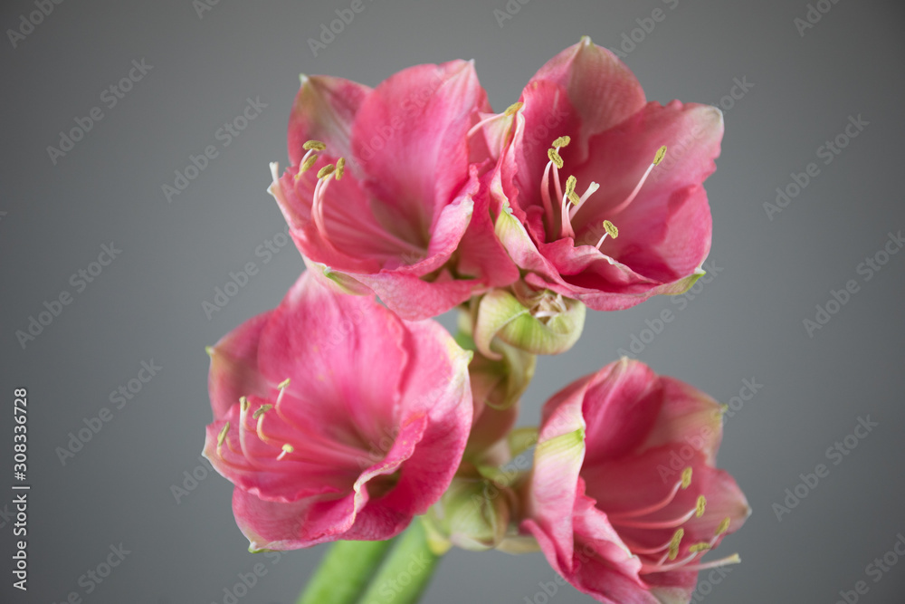 Close-up photo of a Amaryllis flower. Flower delivery Close-up photo of a Amaryllis flower. Flower delivery
