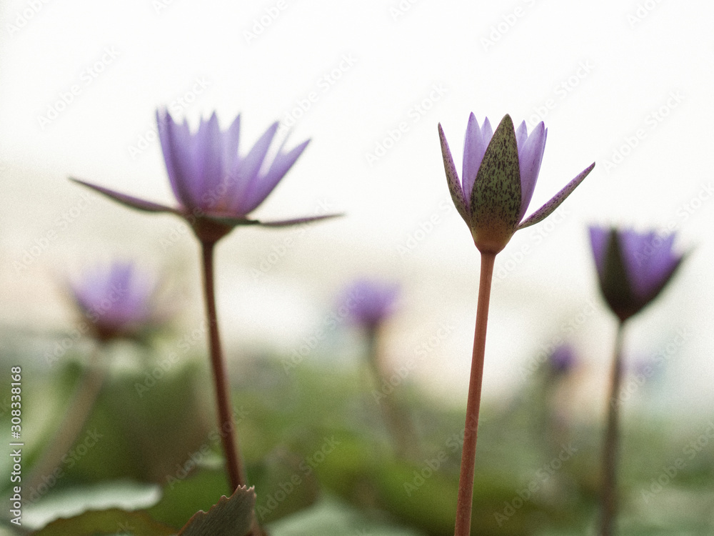 Arty picture of a purple petals water lily in full bloom with blurry bokeh background Arty picture of a purple petals water lily in full bloom with blurry bokeh background