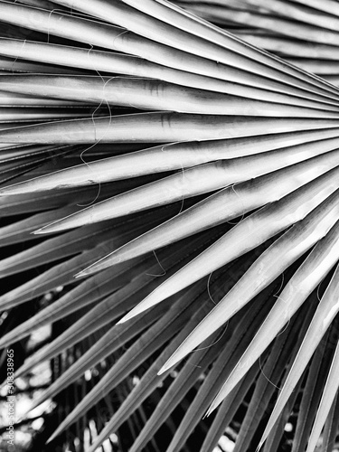 Arty black and white closeup picture of palm leaves, abstract pattern, nature background