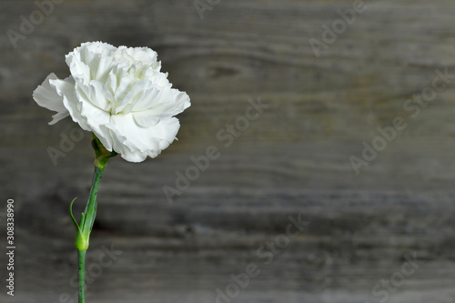 White carnation flower on wooden background photo