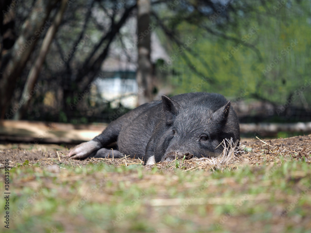 Fototapeta premium Big happy pig lying in the grass