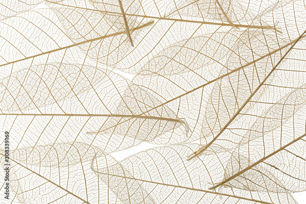 Obraz premium Background from skeletonized leaves isolated on white
