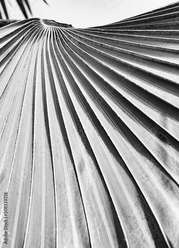 Arty black and white closeup picture of palm leaves, abstract pattern, nature background
