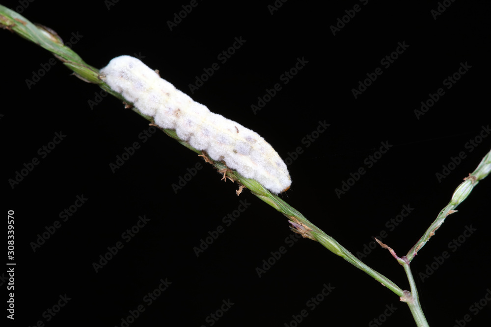 Naklejka premium white silkworm in the wild